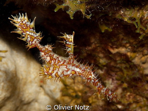Ghost Pipe Fish: it was my first in the Red Sea after aro... by Olivier Notz 